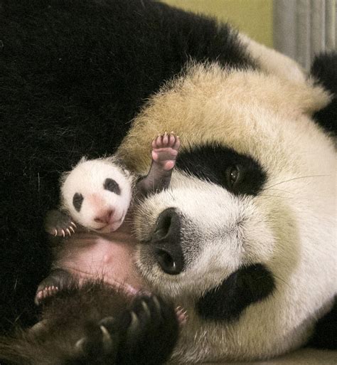 Las Fotos De Este Panda Recién Nacido Son Lo Más Tierno Que Vas A Ver Hoy