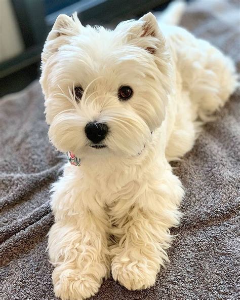 Westie Moments On Instagram Hamishandjazzwesties 😍