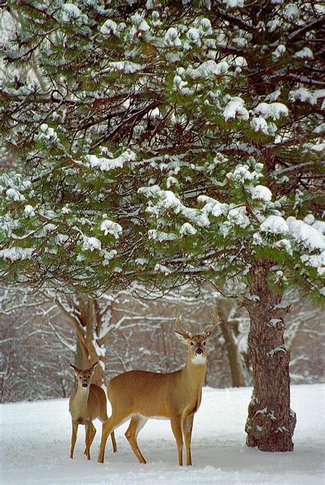 Whitetail Deer Winter Scene Photograph By Robert Jurasek