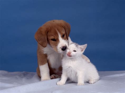 Its Hd Animals Funny Wallpapers Cute Kittens And