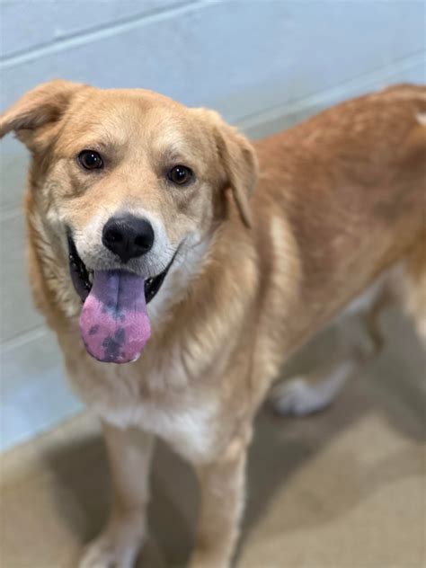 Contact Us – Friends of the Pet Adoption Center