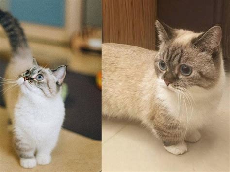 Meet Pooky The Adorable Cat With Tiny Legs And A Big Following