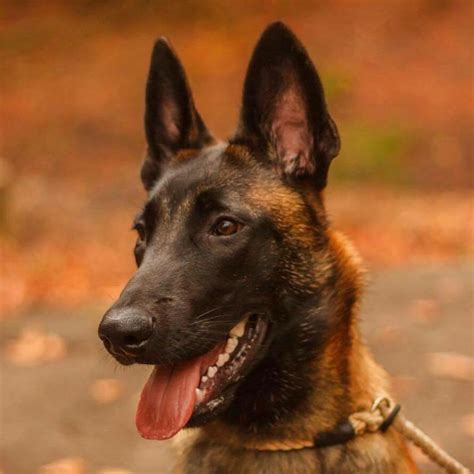 Belgian Shepherd 🐶 Dog Facts And Information Viovet