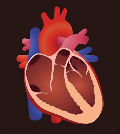 Heart Valves Diagram Clip Vector Illustrations Human