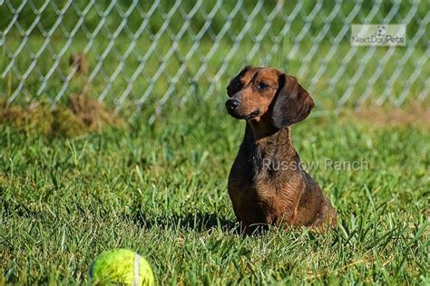 Only guaranteed quality, healthy puppies. Drk Blue Boy: Dachshund puppy for sale near Kansas City, Missouri. | a924a9d8-c2a1