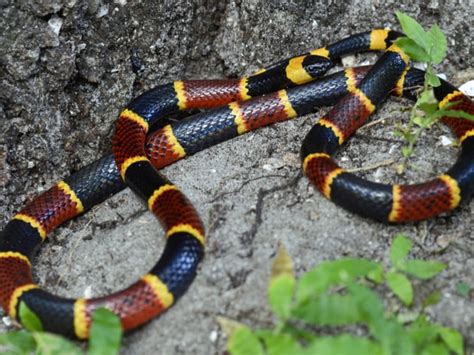 Alabama Man Fights For His Life After Coral Snake Bite Reptiles Magazine