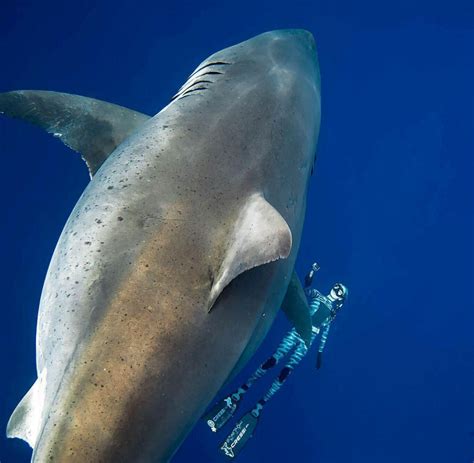 Riesiger Weißer Hai Tauchern Gelingen Faszinierende Fotos In Hawaii Welt