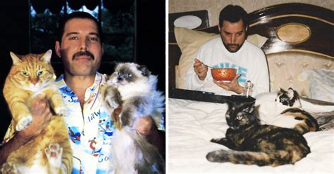 二哈和他的白猫师尊 / the husky and his. 16 Rare Photos Of Freddie Mercury And His Cats Show That ...