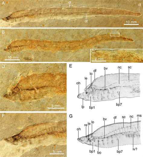 Discovery Of Fossil Lamprey Larva From The Lower Cretaceous Reveals Its