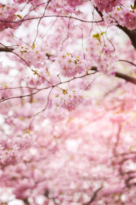 Full Bloom Sakura Flower Tree Isolated Cherry Blossom Stock Image