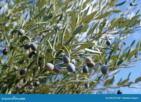 Olive Tree Branch With Ripe Olives Stock Photo Image Of Organic Tree