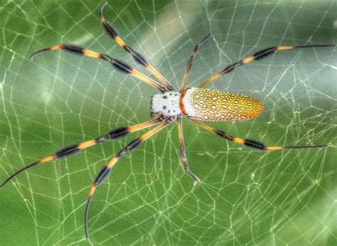 A Yellow And Black Spider Sitting On Top Of A Green Leaf