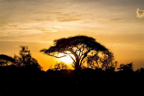 Sunset Silhouette Of Acacia Tree In Africa Savannah Stock Photo Image