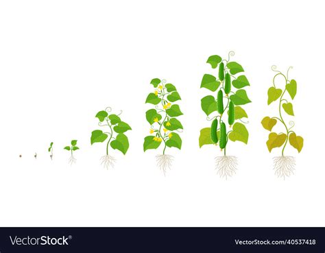 Cucumber Plant Growth Stages Ripening Period Vector Image