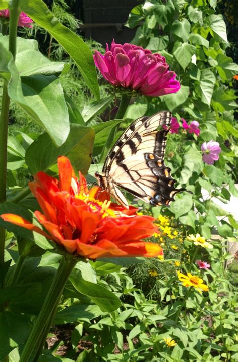Eastern Tiger Swallowtails Have Taken Over My Garden They Love Zinnias