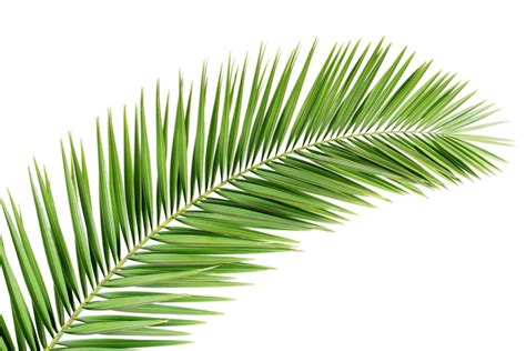 Palm Tree Leaf Png Transparent