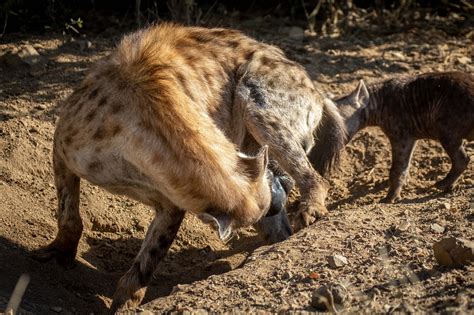 Female Hyena Penis Hot Girl Hd Wallpaper