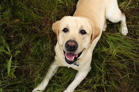 Happy Big Dog Having Relax On Green Meadow At Nature Stock Photo