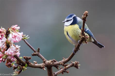 Wallpaper Birds Animals Photography Branch Wildlife Spring Beak