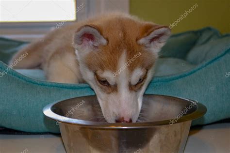 Cabeza De Cachorro Husky Siberiano De Ojos Azules Cabeza Femenina De 8