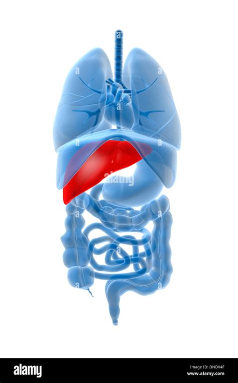 X Ray Image Of Internal Organs With Pancreas Highlighted In Red Stock
