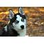 Siberian Husky Dog Pet Free Stock Photo  Public Domain Pictures
