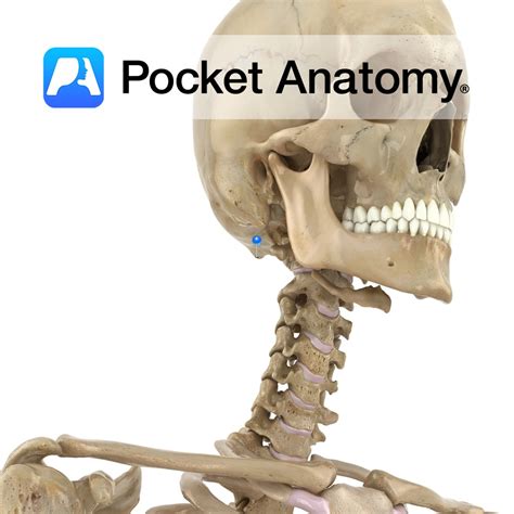 Occipital Bone External Occipital Protuberance Pocket Anatomy