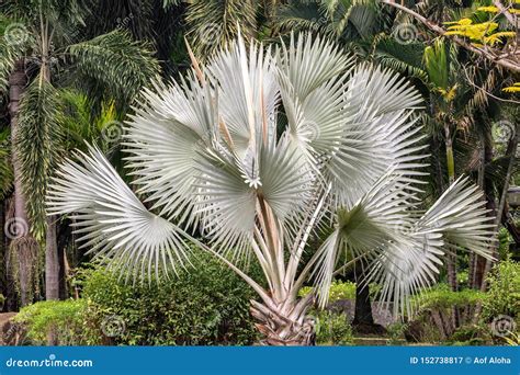 Silver Bismarckia Nobilis Palm Tree Royalty Free Stock Photography