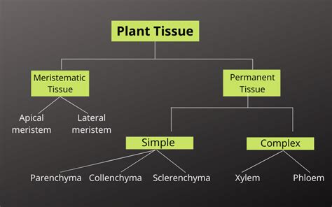 Study Of Tissues Plant Tissues