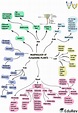 Mind Map: Morphology of Flowering Plants - Biology Class 11 - NEET PDF ...