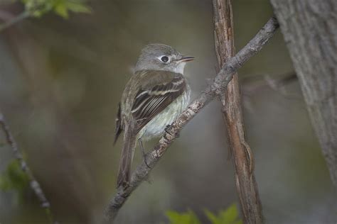 Ruby Crowned Kinglet Female Photograph By Jack R Perry