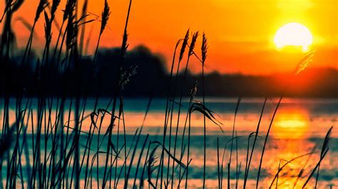 Download Wallpaper Summer Sunset River Reed Section Landscapes In