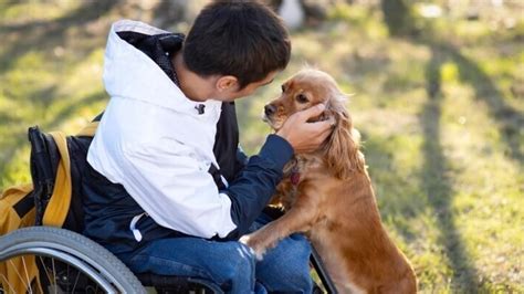 Most Popular Assistance Dog Breeds And How They Help People With