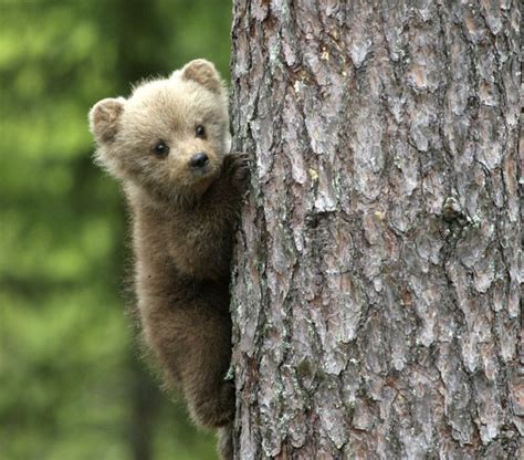 770 Best Wild Animals In Poland Images On Pinterest Wild Animals