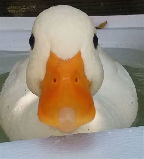 Ducks Are Always Cute! (35 pics) - Izismile.com