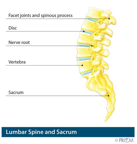 Unfortunately, there's not one simple step you can take to lose weight, particularly in one specific area. Anatomy Library for spine surgeon specializing in minimally invasive spine surgery in San Jose ...