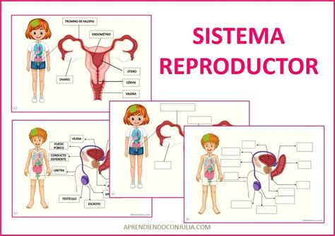 Mejores 12 Imágenes De Sistema Reproductor Femenino Y Masculino Y