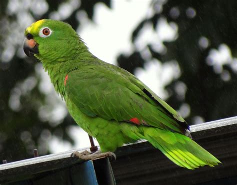 Loro Real Yellow Crowned Parrot Amazona Ochrocephala Flickr