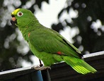 Loro Real [Yellow-crowned Parrot] (Amazona ochrocephala) | Flickr
