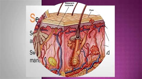 Describe the layers of the skin and the functions of each layer. SKIN-LAYERS AND FUNCTIONS - YouTube