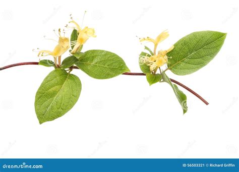 Honeysuckle Stock Image Image Of Isolated Flower Leaf 56503321