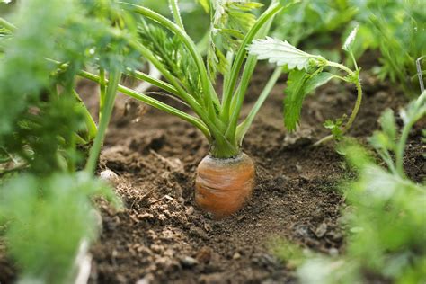 Carrot Plant Care Guide How To Grow Carrots
