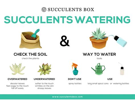 Watering For Succulents And Cacti Succulents Box Succulent Gardening