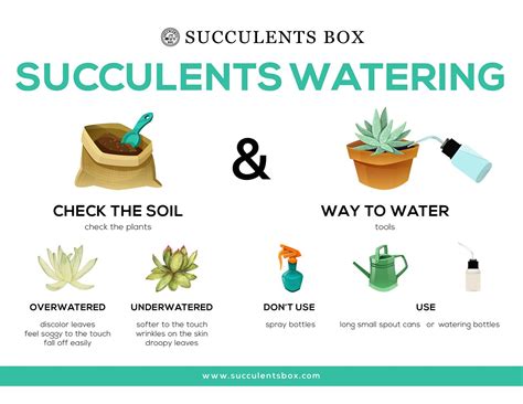 Watering for Succulents and Cacti - Succulents Box Succulent Gardening