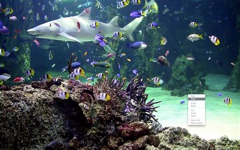Live Aquarium Wallpaper Windows 7 Wallpapersafari