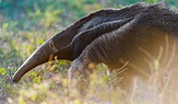 Amazon Rainforest Giant Anteater