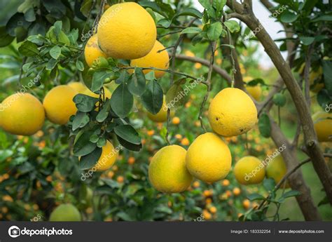 The tahitian pummelo tree is a relatively small pummelo, although still larger than a grapefruit. Ripe and green pomelo fruit tree in the garden. — Stock ...