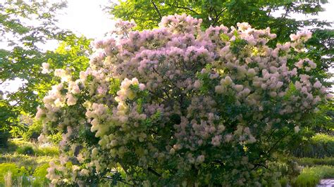 Der klimawandel ist nicht abzustreiten. Sträucher | Garten & Natur gestalten erleben geniessen