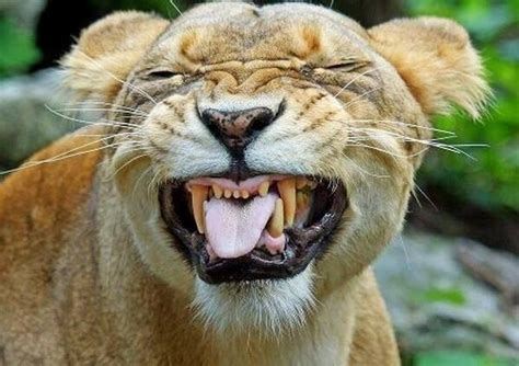 Grinning Lion Funny Lion Pictures Funny Lion Lion Pictures