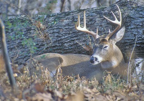 Recovering Gut Shot Deer Petersens Bowhunting